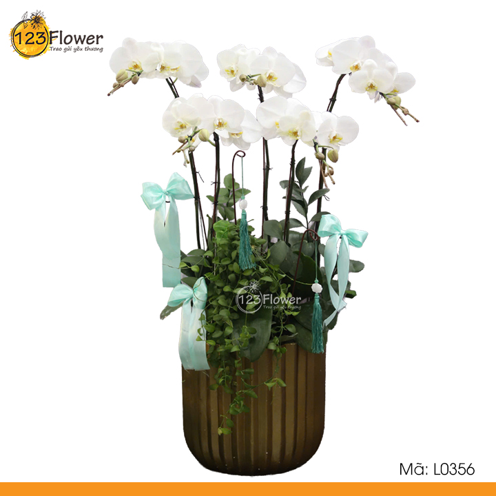 L0356 | Lan Hồ Điệp 356