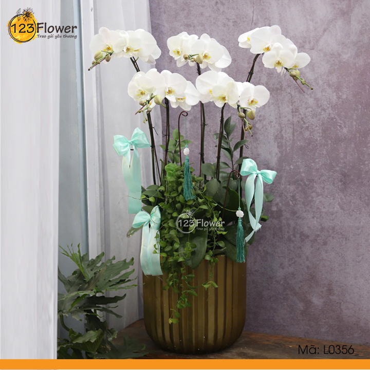 L0356 | Lan Hồ Điệp 356