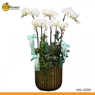 L0356 | Lan Hồ Điệp 356