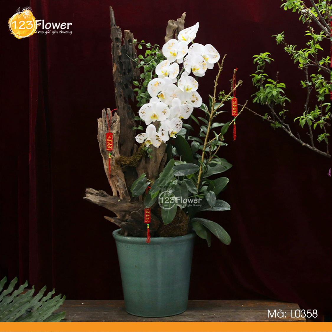 L0358 | Lan Hồ Điệp 358