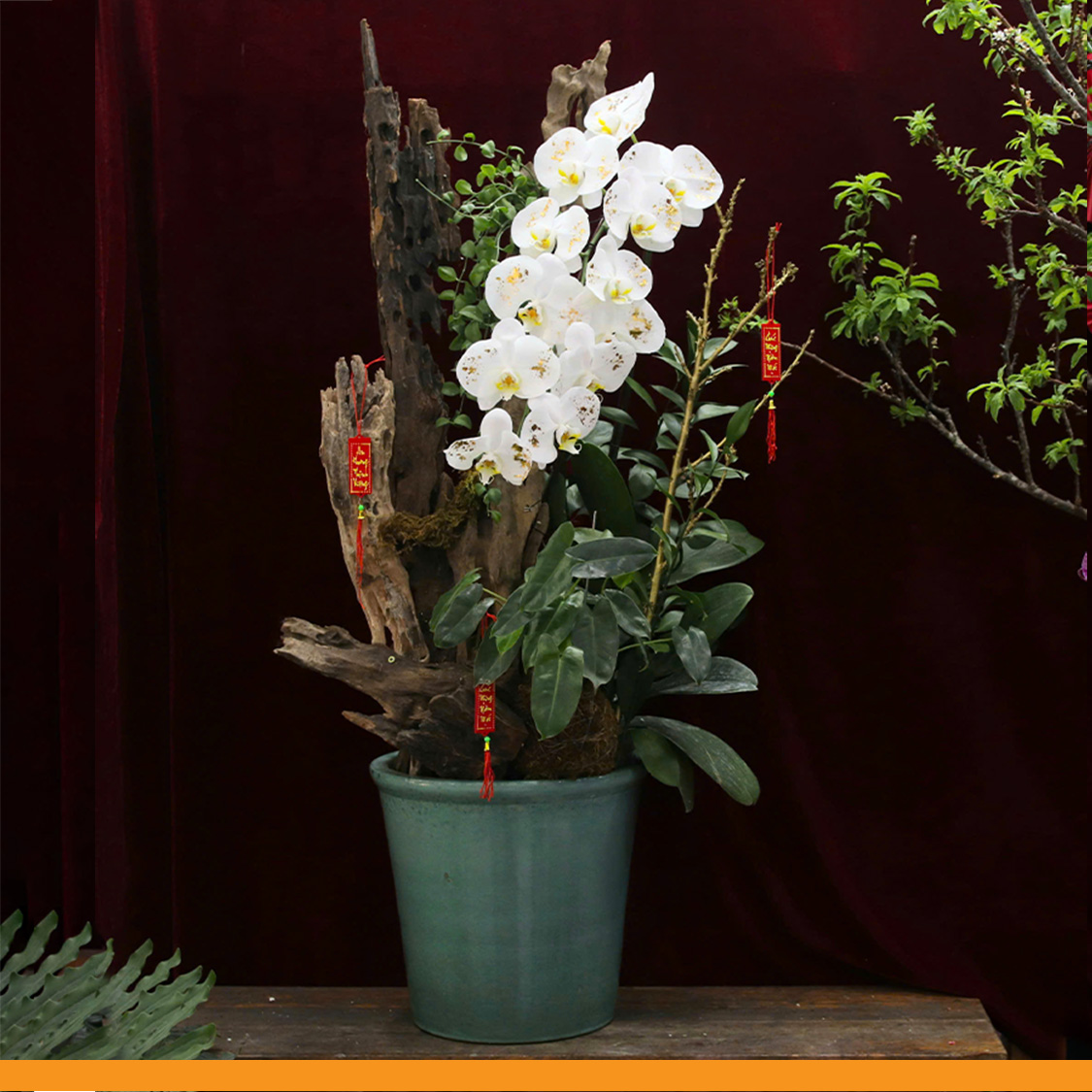 L0358 | Lan Hồ Điệp 358