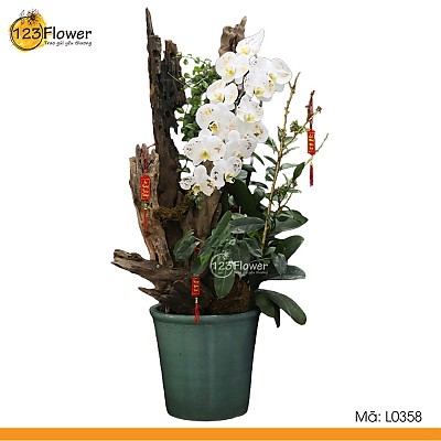 L0358 | Lan Hồ Điệp 358