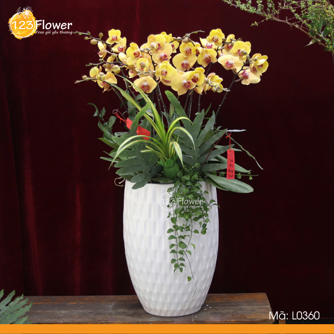 L0360 | Lan Hồ Điệp 360