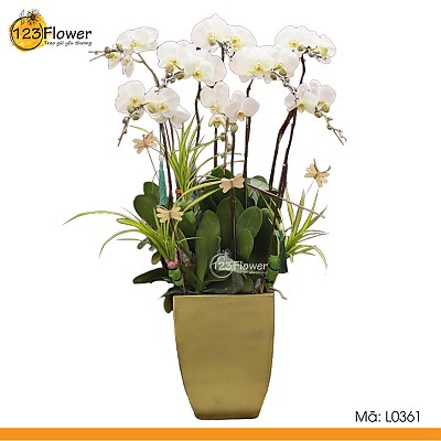 L0361 | Lan Hồ Điệp 361